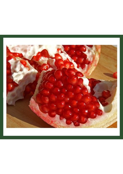 Çekirdeksiz Nar Fidanı fiyatları