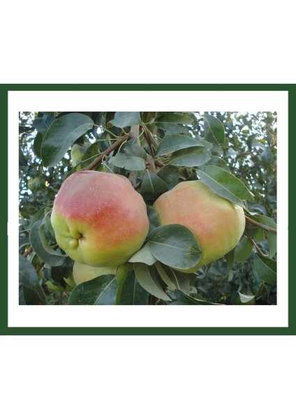 Armut Deveci Fidanı