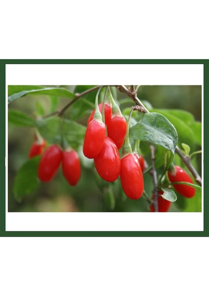 Goji Berry Fidanı