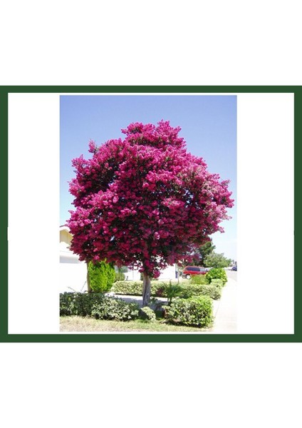 Fidanİstanbul Lagerstroemia İndica-Kırmızı (Oya Ağacı) Fidanı