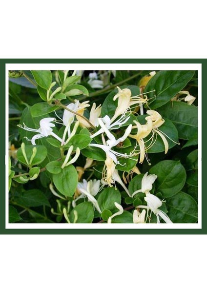 Lonicera Caprifolium (Hanımeli) Fidanı