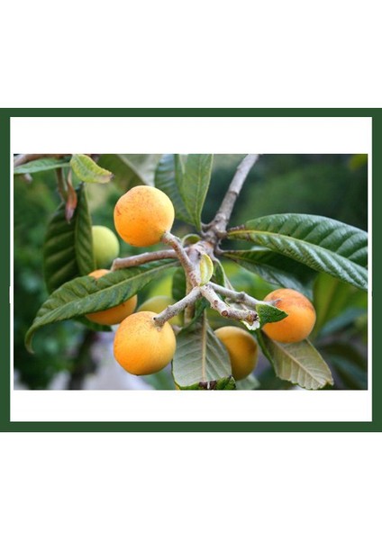 Malta Eriği Fidanı