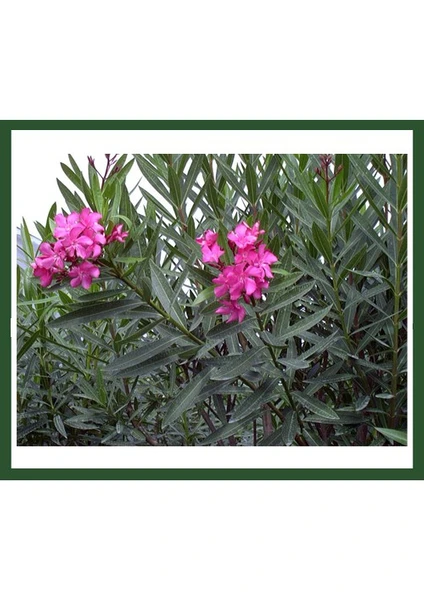 Nerium Oleander (Pembe Çiçekli Zakkum) Fidanı