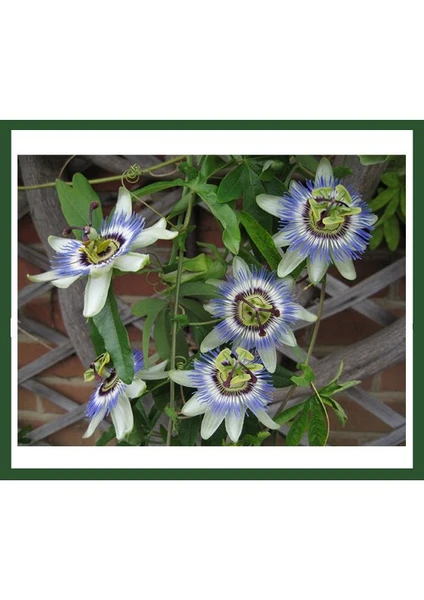 Passiflora Caerulea (Çakıfelek) Fidanı