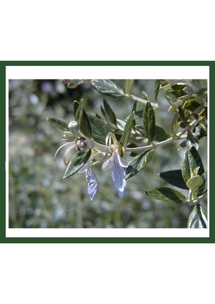 Fidanİstanbul Teucrium Fruticans (Zeytin Çalısı) Fidanı