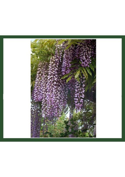 Wisteria Floribunda (Mor Salkım) Fidanı