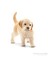Golden Retriever Yavru 16396 1