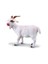 Billy Goat (M) 1