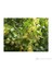 Ihlamur Fidanı Tilia Tomentosa 60-80 Cm 2
