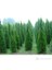 Piramit Mazı Thuja Fidanı 40-60Cm 2