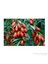 Goji Berry Fidanı Tüplü 1