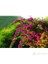 Bougainvillea-Begonvil Fidanı 60-80 cm 1