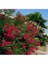 Nerium Oleander-Zakkum Fidanı Kırmızı 1