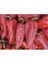 Biber Yağlık 28 Tohumu(10 Gr) 1