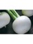 Turp Kestane Beyaz Tohumu(10 Gr) 1