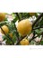 Narenciye Fidanı Yediveren Limon Tüplü 1