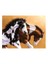 Puzzle The Wild Ones (750 Parça) 1