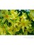 Nerium Oleander-Zakkum Fidanı Sarı 1