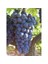Asma Üzüm Fidanı Syrah (Sirah) Tüplü 1