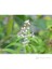 Melisa Limon Otu Aloysia Triphylla, 40-60 cm, Saksıda 1