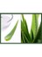 Plantistanbul Aloe Vera Bitkisi 1