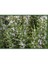 Fidanİstanbul Biberiye Officinalis Arp Fidanı 2
