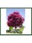 Fidanİstanbul Lagerstroemia İndica-Kırmızı (Oya Ağacı) Fidanı 1