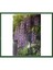 Wisteria Floribunda (Mor Salkım) Fidanı 1