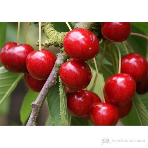 Meyve Bahcesi Icin Yardim Trakkulup Traktor Ve Tarim Ekipmanlari Sitesi