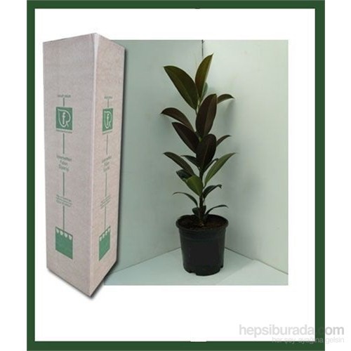 Aglaonema Cin Herdemyesili 12 Cm Plastik Saksida Kutukutucicek