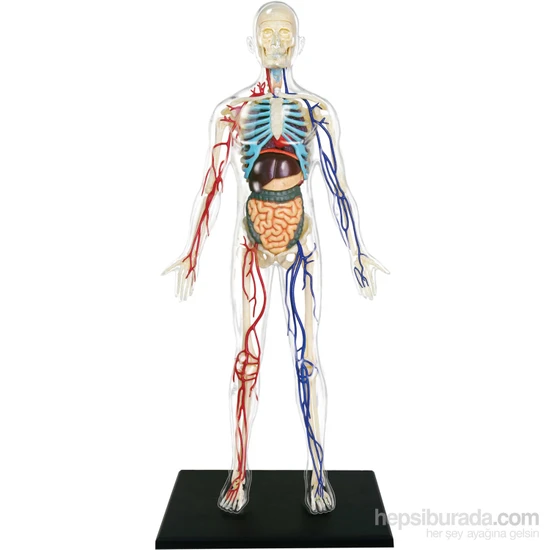 4D Master Şeffaf İnsan Vücudu 33 Cm (1:6)