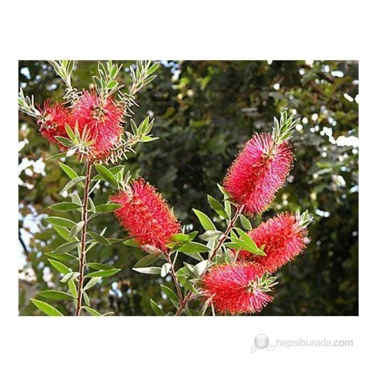 Plantistanbul Callistemon Leavis-Bodur Fırça Çalısı Fidanı