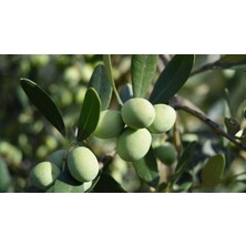 Sağ Tarım Tüplü 7-10 Kütür Gemlik Zeytin Fidanı 4-5 Yaş