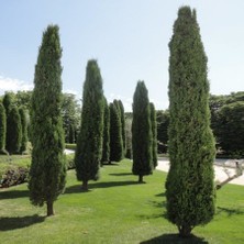 Sağ Tarım Tüplü Kara Selvi Fidanı 8-100 cm