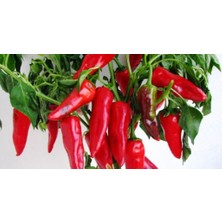 Yerli Orta Acı Maraş Biberi Tohumu 25 gr Ort 3000 Ad Tohum