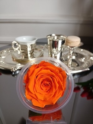 Melt Home Design Turuncu Solmayan Ekvator Gülü 7 Cm Çapında Gerçek Çiçek Özelliğiyle