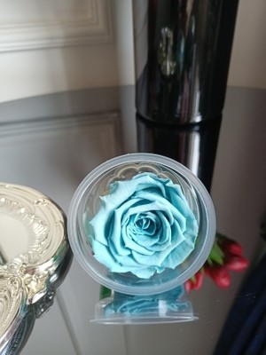 Melt Home Design Bebe Mavisi Solmayan Ekvator Gülü