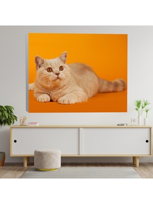 Deko Gonya Evcil Kedi Kanvas Tablo