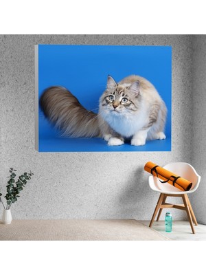 Deko Gonya Evcil Kedi Temalı Kanvas Tablo