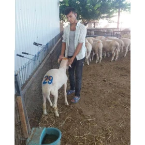 Hayvan Numara Işaretleme Damga Seti