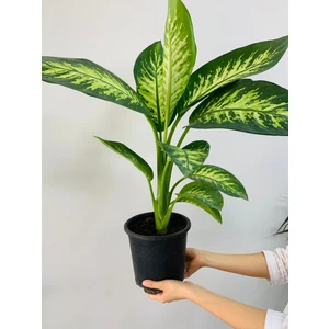 Bi Kaktüs Dünyası Tropic Difenbahya