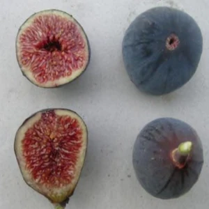 Mevsim Fidancılık Peyzaj Tüplü Iri Meyveli Siyah Incir Fidanı( 3 Yaşında Boy 120 Cm)