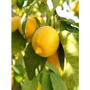 Mevsim Fidancılık Peyzaj Tüplü Citrus - Meyeri Mayer Limon Fidanı(3 Yaşında Boy 120CM)