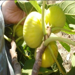 Mevsim Fidancılık Peyzaj Tüplü Beyaz Lob Incir Fidanı ( 3 Yaşında Boy 120 Cm)