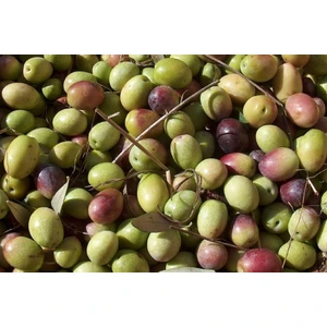 Sağ Tarım Tüplü Ayvalık Zeytin Fidanı 2 Yas( 40-60 Cm)