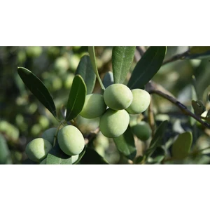 Sağ Tarım Tüplü Gemlik Zeytin Fidanı 3 Yaş