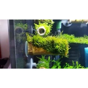 Canlı Petshop Y-Moss "vantuzlu Kamışa Tutturulmuş ( Karides Yuvası ve Üretim Kamışı)