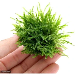 Canlı Petshop Y-Moss "vantuzlu  Topa Tutturulmuş ( Karides Yuvası)