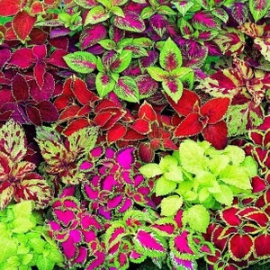 Reyon Ermenek Mixed Kolyos ( Coleus) Yaprak Güzeli Çiçeği Tohumu ( 700 Adet)