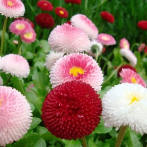 Reyon Ermenek Karışık Katmerli Bellis Perennis Ponpon Ingiliz Çayır Papatyası Çiçeği Tohumu ( 100 Adet)
